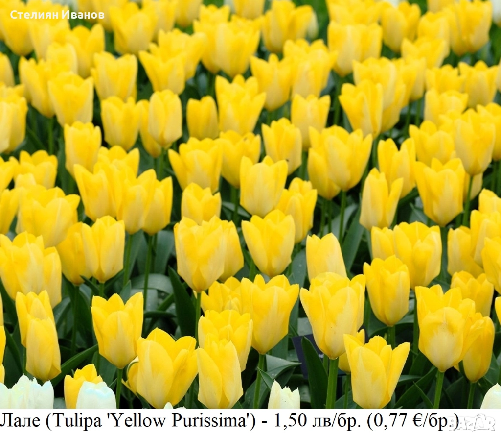 Жълто лале (Tulipa 'Yellow Purissima') – луковици, снимка 1