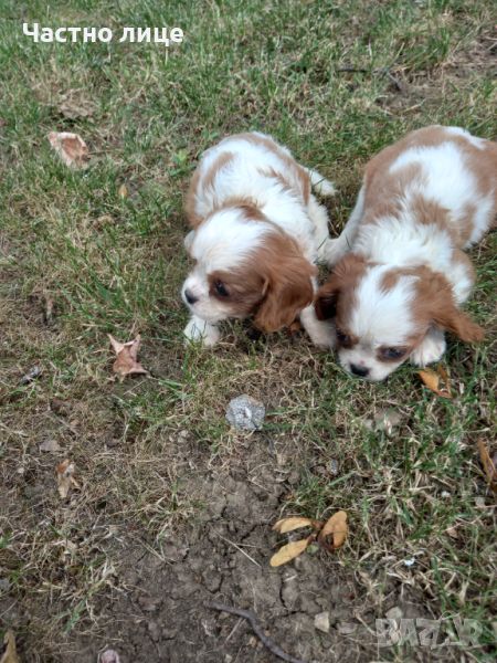 Кавалер Кинг Чарлз Шпаньол, снимка 1