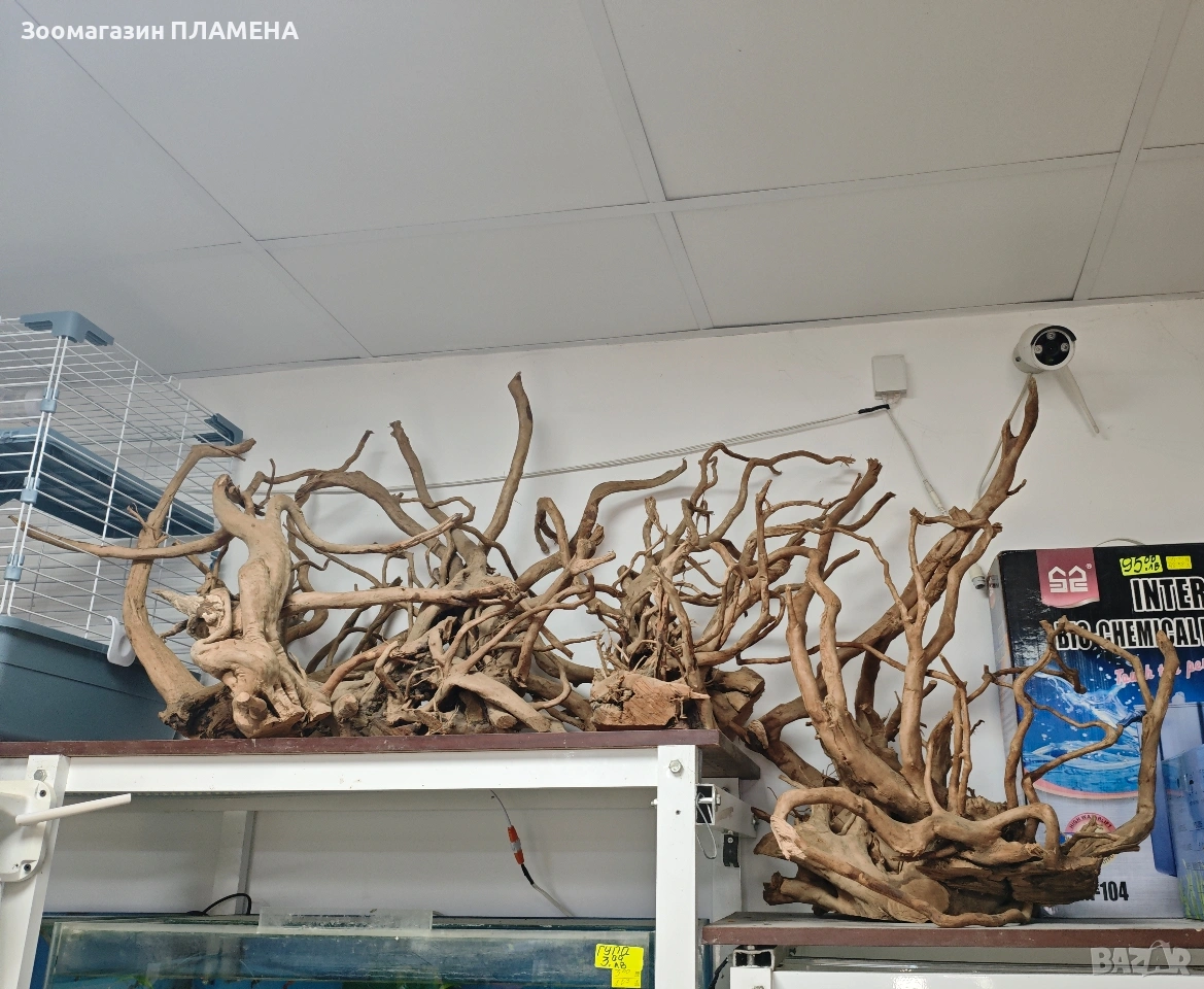 Азалия и драконов камък , снимка 1