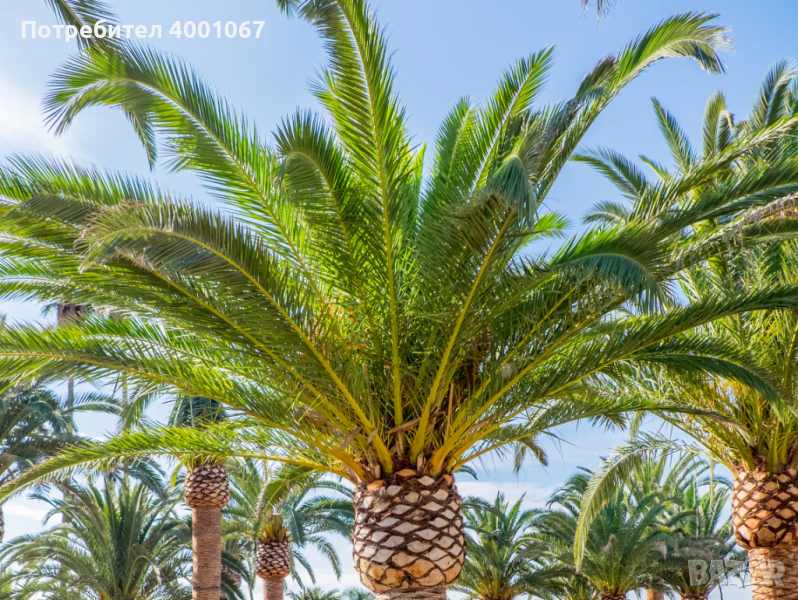 семена от субтропическа палма от Тунис, снимка 1
