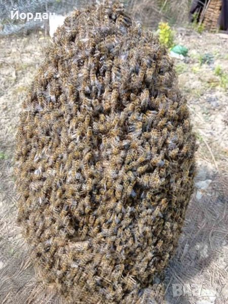 Рояци и Пчелни отводки, снимка 1