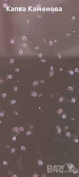 Моини.Стартова култура. , снимка 1