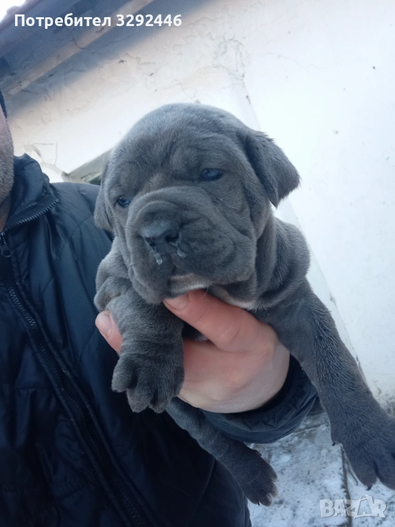 Две сладуранки, снимка 1