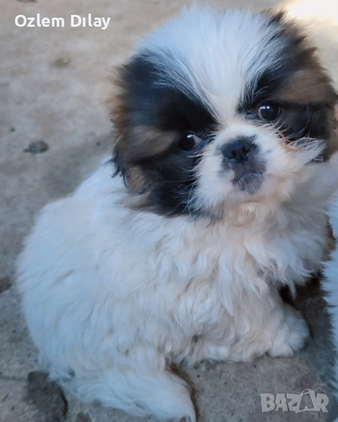 Малки пекинези, снимка 1