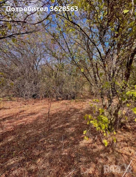 Парцел в село Захари Стояново, област Добрич, снимка 1