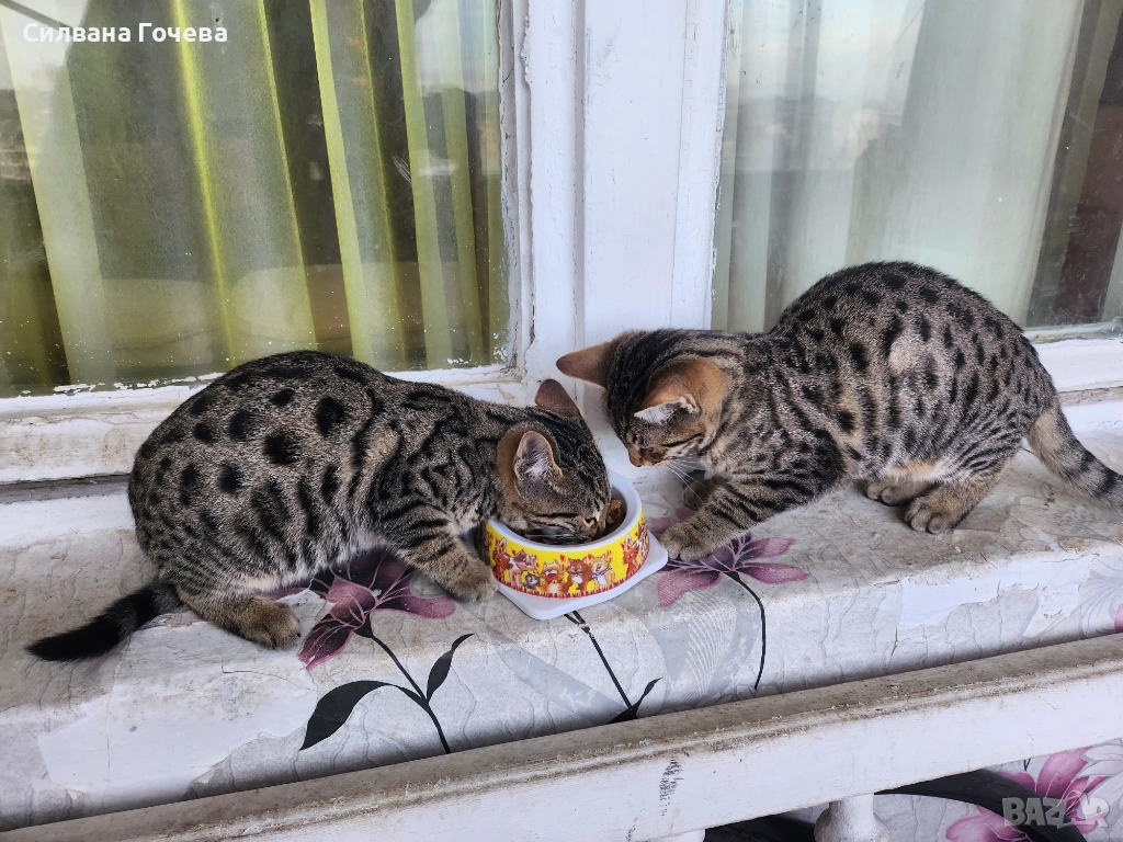 Бенгалска котка , снимка 1