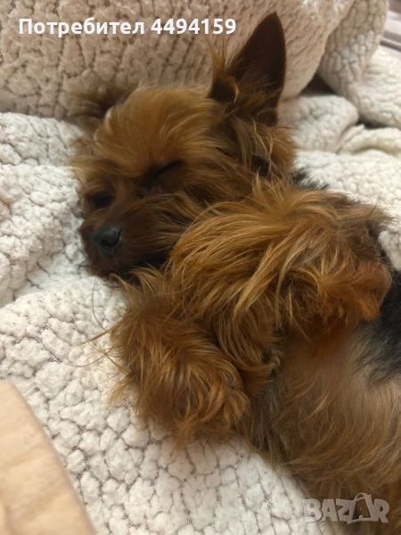 Мъжко мини Йорки за разплод, снимка 1
