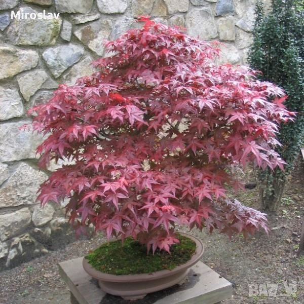 Японски клен\Acer pal. Atropurpureum (ПРОМОЦИЯ), снимка 1