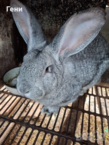 Продавам мъжки зайци , снимка 4 - Други - 52971927