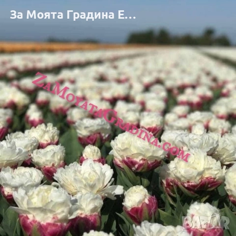 Сладоледено Лале , снимка 10 - Сортови семена и луковици - 53623458