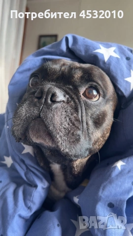 Търся женска за разплод , снимка 2 - Френски булдог - 54184906