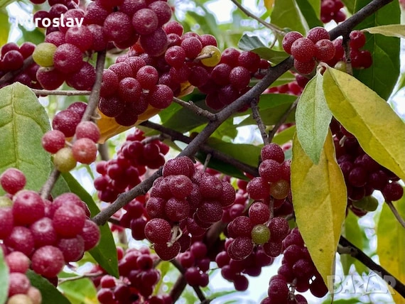 Есенна маслина 