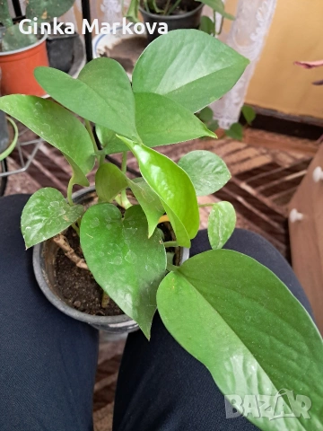 Сциндапсус(Epipremnum aureum)- 3,50 евро