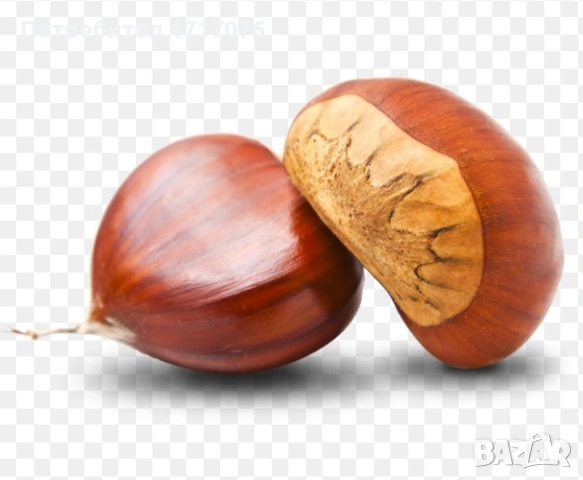 дръвчета кестен сорт Маравал , снимка 3 - Разсади - 53202034