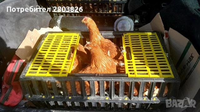 записвам за ЯРКИ Ломан Браун 