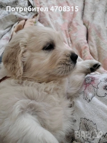 Голдън ретривър момче родословен баща