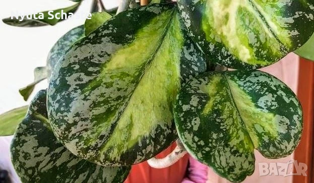 Hoya obovata variegata splash, снимка 1