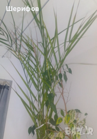 Продавам Палма, снимка 2 - Стайни растения - 53931871
