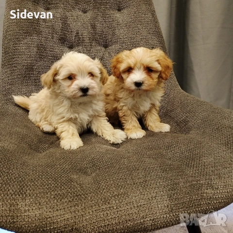 Малтипу , снимка 4 - Болонка - 54302461