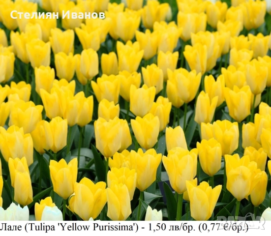 Жълто лале (Tulipa 'Yellow Purissima') – луковици