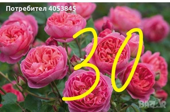 Продавам рози в контейнери, снимка 1 - Градински цветя и растения - 45109095