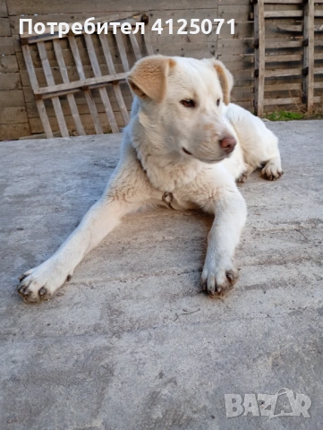 Подарявам бяло кученце