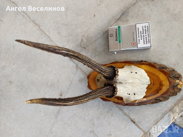 рога от сръндак