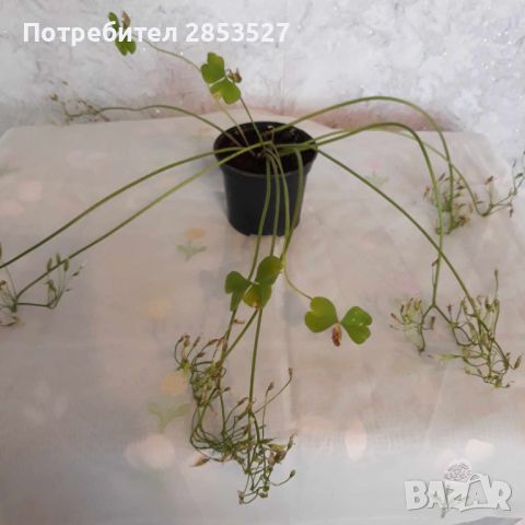 Оксалис /Детелина Комплект бяла и розова, снимка 3 - Градински цветя и растения - 46240392