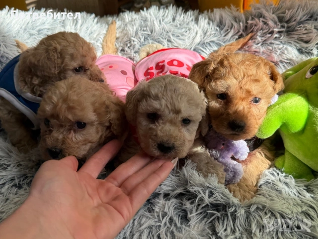 Той пудел , снимка 2 - Пудели - 53784154