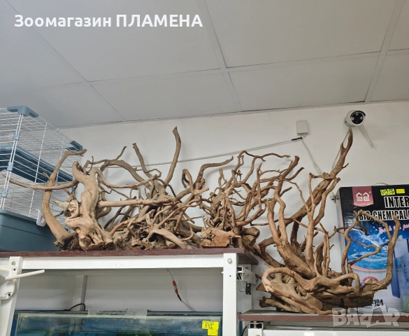 Азалия и драконов камък 