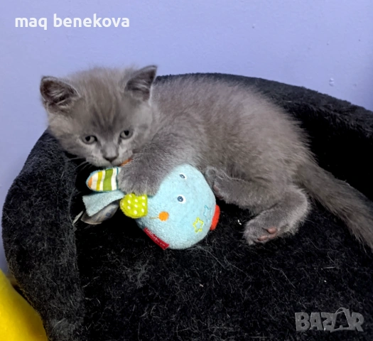 Прекрасни момичета шотландска клепоуха и правоуха!!!, снимка 4 - Британска късокосместа - 54061138