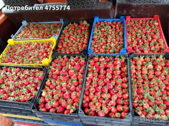 Качествен разсад Ягоди, снимка 4 - Разсади - 53722833