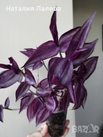 Традесканция, tradescantia Purple Joy, снимка 1 - Стайни растения - 46767343