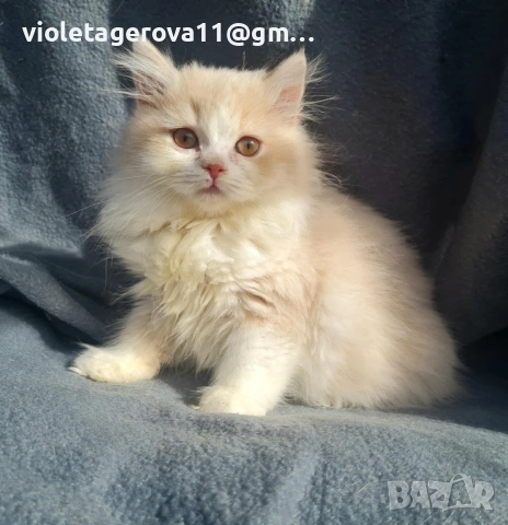 британски котки, снимка 9 - Британска късокосместа - 53479911