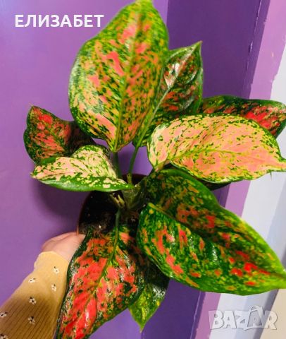 Aglaonema , снимка 1 - Стайни растения - 45810020