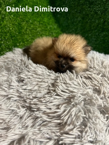 Померан, снимка 2 - Померан - 53167781