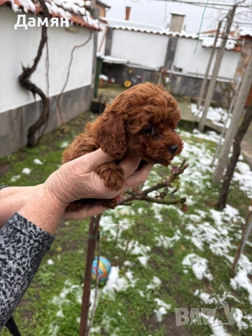 Той пудел, снимка 5 - Пудели - 53300622