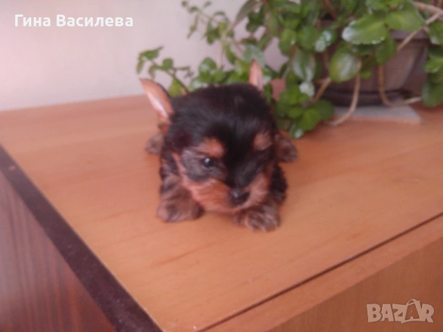 мини йоркширски териер, снимка 4 - Йоркширски териер - 54200625