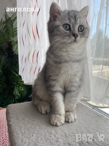 Британец сребърна чинчила 