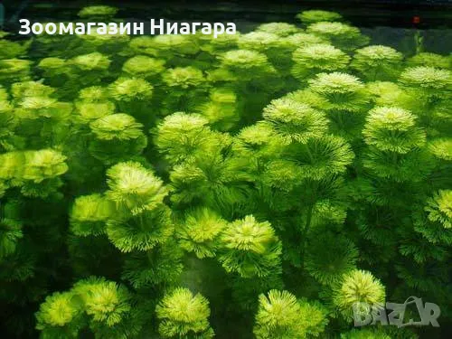 Лимнофила(Limnophila sessiliflora), снимка 2 - Други - 46856257