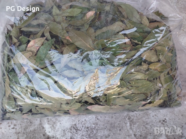 Дафинов лист, снимка 5 - Градински цветя и растения - 51085415