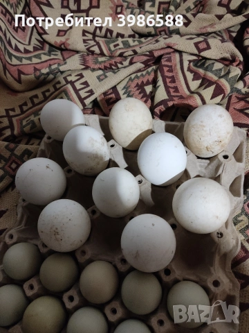 Яйца от гъски 10 бр., снимка 2 - Патици и гъски - 53864807