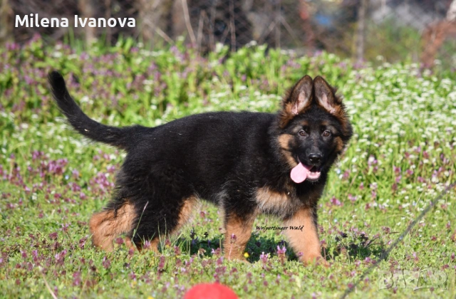 Женска немска овчарка с дълъг косъм от развъдник , снимка 4 - Немска овчарка - 54174191
