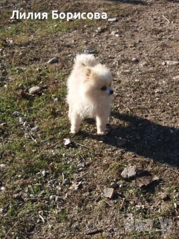 Продавам Мини померани , снимка 7 - Померан - 53826947