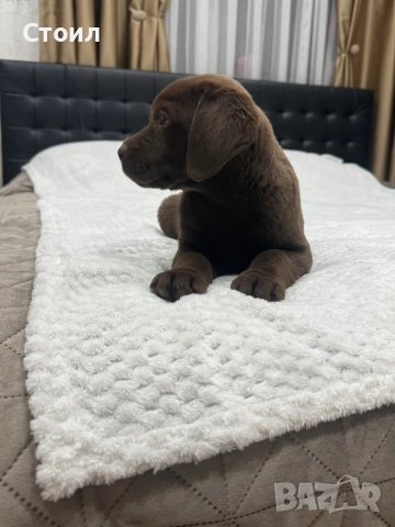 Чистокръвни Лабрадор Ретривър:, снимка 5 - Лабрадор ретривър - 53164804