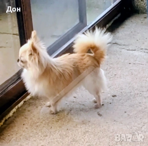 Мъжко 🩵 Чихуахуа търси своите дами🐾💓, снимка 3 - Чихуахуа - 53211220