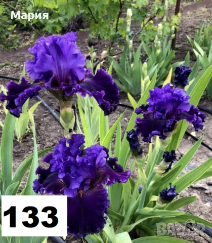 Сортови вискоки ириси /брадати ириси, снимка 15 - Сортови семена и луковици - 46410355