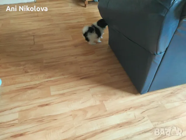 Мини шпиц , снимка 10 - Померан - 49781285