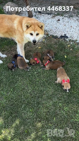 Бебета Акита Ину, снимка 2 - Акита ину - 51249133