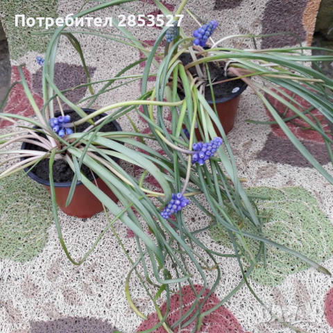Комплект Мускари, снимка 3 - Градински цветя и растения - 44985854